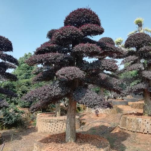 供應(yīng)湖南花卉園林綠化苗木 造型紅繼木樁 優(yōu)價(jià)出售 歡迎選購(gòu)
