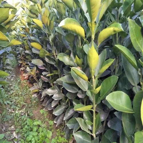 果樹(shù)苗木果苗批發(fā)早香柚苗橙紅皇柚樹(shù)苗柚子樹(shù)苗汁多味濃甜