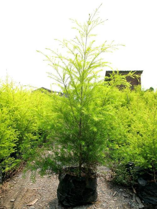 成都大量批發(fā)各規(guī)格千層金及其他苗木品種,價(jià)格優(yōu)惠,品種齊全