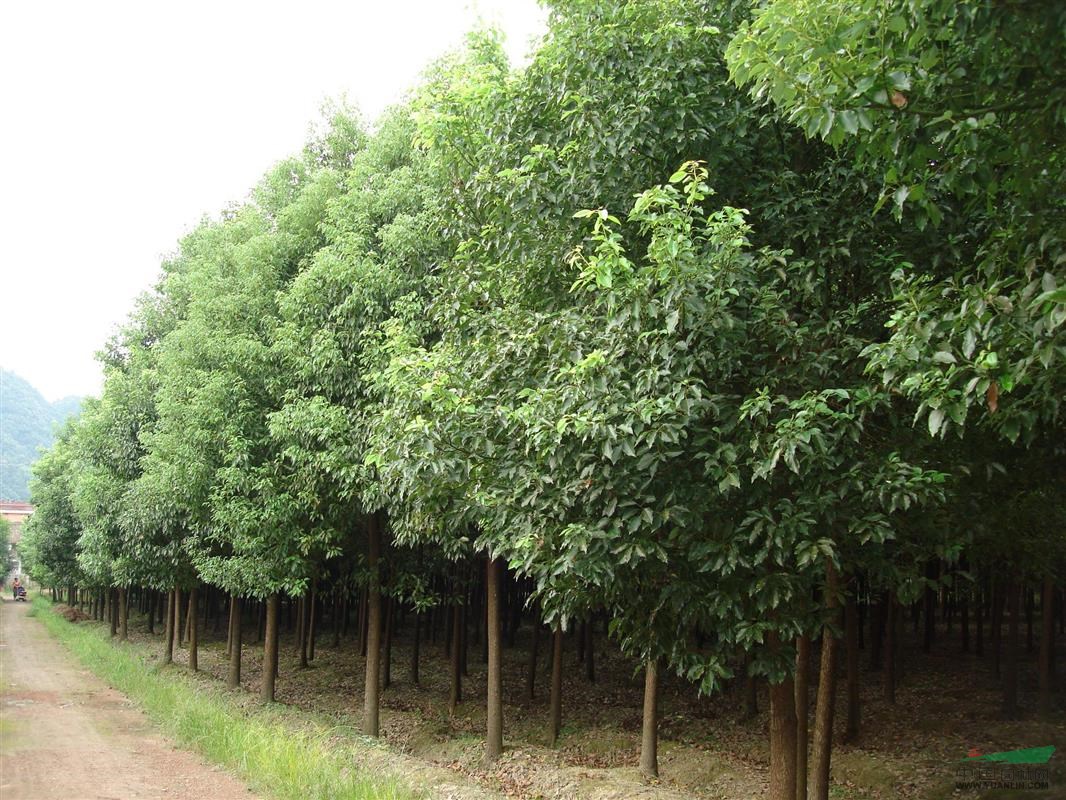 接桿的香樟樹價(jià)格報(bào)價(jià)參考 香樟苗木價(jià)格更新_接桿的香樟樹價(jià)格報(bào)價(jià)參考 香樟苗木價(jià)格更新圖片_南京小汪苗圃場(chǎng)_中國(guó)園林網(wǎng)