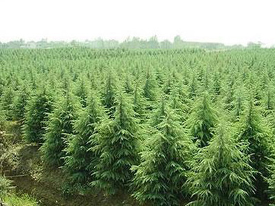 荊門花卉苗木綠化苗木