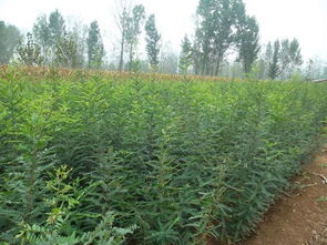 苗木的種植銷售 偃師市首陽(yáng)山鎮(zhèn)李鐵梁苗木種植場(chǎng)