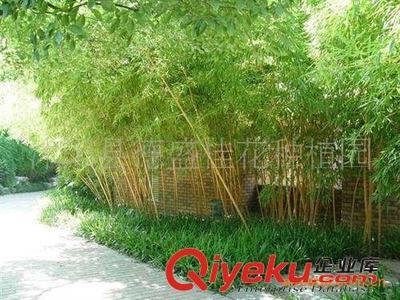 供應(yīng)德盛桂花園林優(yōu)質(zhì)綠化竹苗一級(jí)紫竹 工廠綠化 小區(qū)綠化專用-沭陽(yáng)縣德盛桂花種植園提供供應(yīng)德盛桂花園林優(yōu)質(zhì)綠化竹苗一級(jí)紫竹 工廠綠化 小區(qū)綠化專用的相關(guān)介紹、產(chǎn)品、服務(wù)、圖片、價(jià)格沭陽(yáng)縣德盛桂花種植園、綠化苗木;盆景培植;銷售;種子;草坪;喬木;早籽;花木