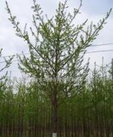 銀杏鄉(xiāng)林業(yè)站,銀杏苗木,銀杏樹(shù),銀杏,銀杏果,喬木[供應(yīng)]_綠化苗木