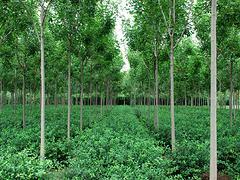 速生白蠟專業(yè)供應(yīng)商 速生白蠟種植-山東淄博增盛苗木中心提供速生白蠟專業(yè)供應(yīng)商 速生白蠟種植的相關(guān)介紹、產(chǎn)品、服務(wù)、圖片、價(jià)格速生白蠟、山東扶芳藤球、扶芳藤球種植、山東白皮松、山東西府海棠、山東速生白蠟、