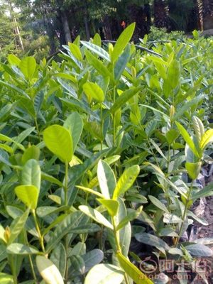 【漳州龍船花袋苗消息、基地直銷】綠化苗木,價格,廠家,供應商,花木,龍海市東泗興輝園藝場