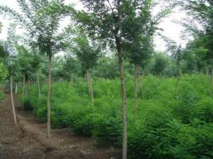 山東大地苗木基地供國槐法桐等_農(nóng)副產(chǎn)品_世界工廠網(wǎng)