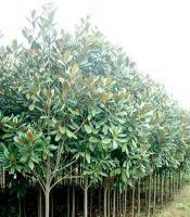 各類規(guī)格的籽播直生廣玉蘭[供應(yīng)]_綠化苗木_世界工廠網(wǎng)中國產(chǎn)品信息庫