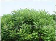 出售綠化苗木 火炬 黃櫨 紅葉碧桃_農(nóng)副產(chǎn)品_世界工廠網(wǎng)中國產(chǎn)品信息庫