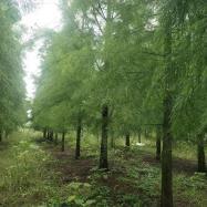 池杉基地報價_苗木產(chǎn)品圖片