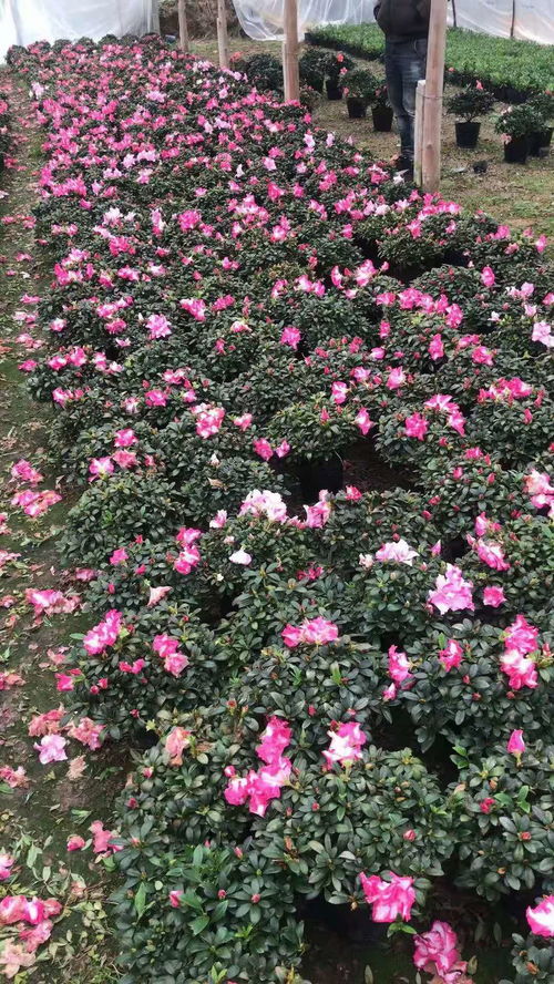 恭喜福建苗木合作社入駐苗木之家