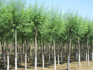 高接金葉槐價(jià)格_河北省保定綠源苗圃場出售各種物美價(jià)廉實(shí)惠的苗木產(chǎn)品_河北保定市.