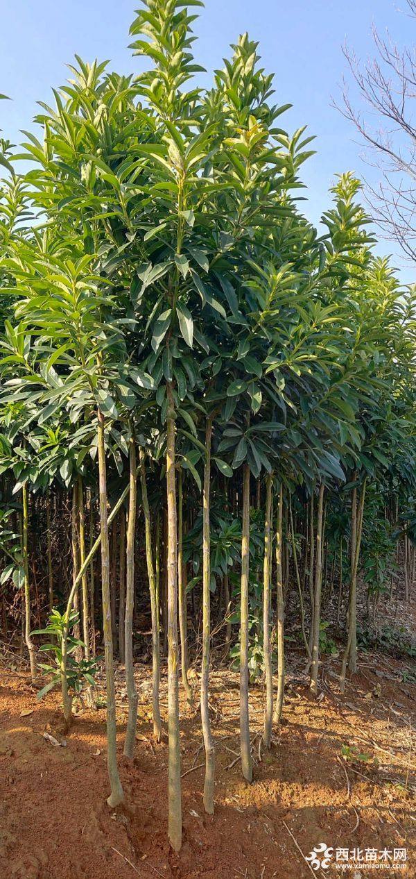 2-3公分棱角山礬小苗_供應(yīng)產(chǎn)品_江西九江綠景二號園林