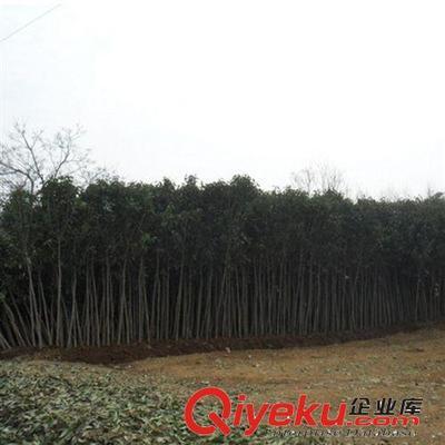 【大平原花木】供應(yīng)高桿女貞苗木金葉女貞球金葉女貞價(jià)格批發(fā)樹苗圖片|【大平原花木】供應(yīng)高桿女貞苗木金葉女貞球金葉女貞價(jià)格批發(fā)樹苗產(chǎn)品圖片由灌南縣大平原花木專業(yè)合作社公司生產(chǎn)提供-