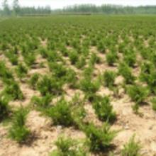 綠化苗木 龍柏價(jià)格 綠化苗木 龍柏批發(fā) 綠化苗木 龍柏廠家 