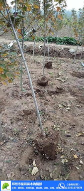 湖南美國紅楓價(jià)格 17cm美國紅楓價(jià)格 星辰苗木 推薦商家 高清圖片 高清大圖