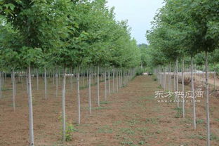 地徑3公分美國紅楓秋火焰奧潤苗木精品樹苗美國紅楓秋火焰一級(jí)樹苗圖片