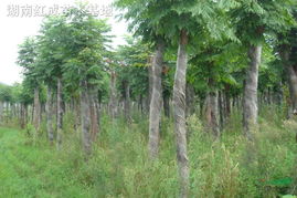湖南欒樹 欒樹小苗 欒樹價格 移栽15公分欒樹