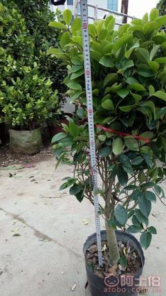 【球形含笑袋苗銷售、基地直銷、農(nóng)戶種植】綠化苗木,價(jià)格,廠家,供應(yīng)商,花木,龍海市東泗興輝園藝場(chǎng) - 產(chǎn)品庫