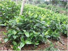 郴州市蘇仙區(qū)宏達(dá)草皮苗木基地公司簡(jiǎn)介郴州市蘇仙區(qū)宏達(dá)草皮苗木基地