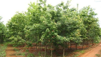 五角楓 山東五角楓 濟(jì)寧五角楓價(jià)格 濟(jì)寧秀路苗木種植基地