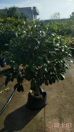 【球形含笑袋苗銷售、基地直銷、農(nóng)戶種植】綠化苗木,價(jià)格,廠家,供應(yīng)商,花木,龍海市東泗興輝園藝場(chǎng) - 產(chǎn)品庫