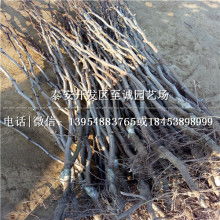 電茶壺廠家價(jià)格 電茶壺廠家公司 圖片 視頻