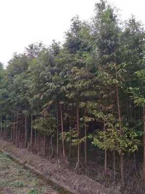 4公分水杉價格 水杉基地批發(fā)