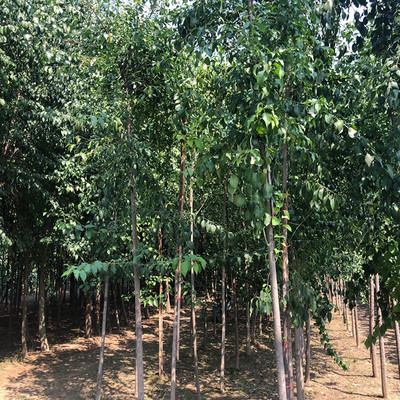 德承苗木 彩葉絲棉木 樹苗 成樹 園林綠化苗木價格 嫁接絲棉木 樹苗 面議圖片_高清圖_細節(jié)圖