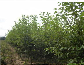 四平苗木價格,中國苗木產業平臺一站式服務,100 省心