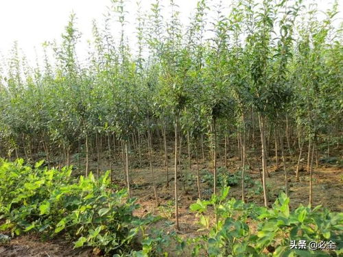 通過4個方面觀察苗木狀態,鑒別苗木好壞