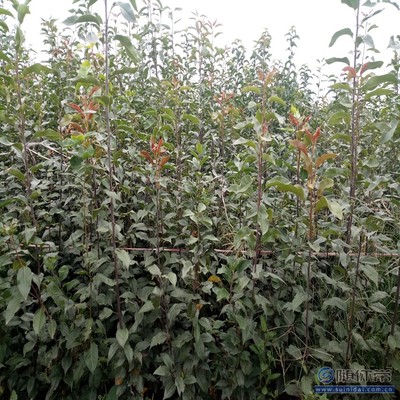 【梨苗腐爛病品質(zhì)好的圓黃梨苗廠家】泰安高新區(qū)旺運苗木中心 - 產(chǎn)品庫