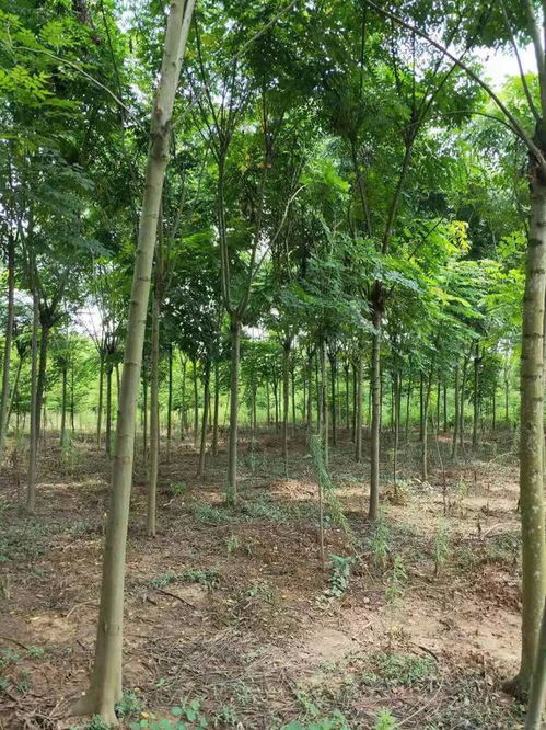 恭喜武漢美景匯苗木專業(yè)合作社入駐苗木通平臺(tái) 致力精品苗木發(fā)展