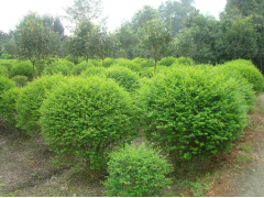 小葉女貞價(jià)格 成都小葉女貞批發(fā)