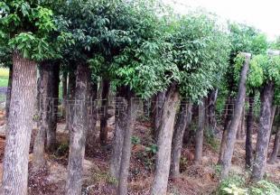 瀏陽(yáng)市拓景園林綠化苗圃供應(yīng)綠化苗木供應(yīng)香樟_農(nóng)副產(chǎn)品_世界工廠網(wǎng)中國(guó)產(chǎn)品信息庫(kù)