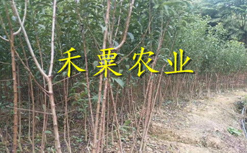 【云南曲靖特價李子苗供應(yīng)商__優(yōu)質(zhì)李子樹苗種植技術(shù)?！? 