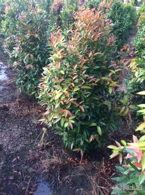 【江西綠化苗木袋苗紅車、農(nóng)戶種植】綠化苗木,價格,廠家,供應(yīng)商,花木,龍海市東泗興輝園藝場 - 產(chǎn)品庫