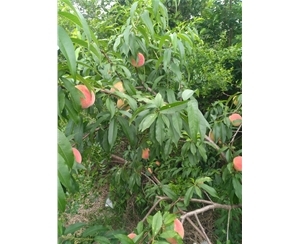 黃麻袋片產(chǎn)品圖片|圖片大全|圖片庫