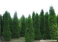 找上海苗木-上海苗木批發-上海苗木價格-上海苗木基地的上海園林綠化苗木報價價格、圖片、詳情,上一比多_一比多產品庫