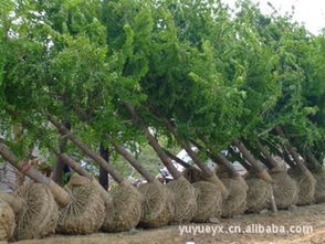 35公分銀杏樹 30厘米銀杏樹 銀杏樹 銀杏樹苗木指導價 35公分銀杏樹 30厘米銀杏樹 銀杏樹 銀杏樹苗木行情