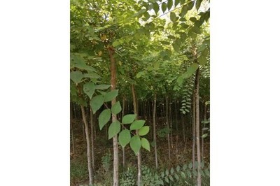 滑縣金葉榆14公分苗木市場