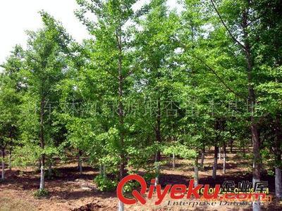 山東郯城縣銀杏苗木協會供應:銀杏、石榴、法桐等綠化工程苗木圖片|山東郯城縣銀杏苗木協會供應:銀杏、石榴、法桐等綠化工程苗木產品圖片由郯城縣林海銀杏苗木培育場公司生產提供-