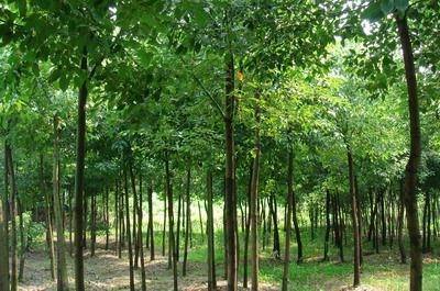 野生香樟|移栽骨架香樟-供應(yīng)香樟 -寧鄉(xiāng)縣光輝苗木場 產(chǎn)品展示(野生香樟、移栽骨架香樟、湖南綠化苗)-金泉網(wǎng)