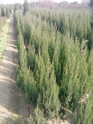 河南檜柏,河南檜柏價格_農副產品_世界工廠網(wǎng)