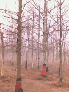 河北苗木基地@法桐苗木%法桐基地13180261128_農副產品_世界工廠網(wǎng)