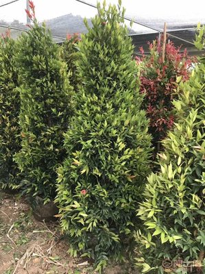 【江西綠化苗木袋苗紅車、農(nóng)戶種植】綠化苗木,價(jià)格,廠家,供應(yīng)商,花木,龍海市東泗興輝園藝場 - 產(chǎn)品庫