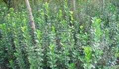 供應(yīng)綠化苗木:北海黃楊、大葉黃楊、小葉葉黃楊、衛(wèi)矛_農(nóng)副產(chǎn)品_世界工廠網(wǎng)中國產(chǎn)品信息庫