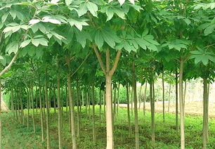 供應各種規格苗木 江西七葉樹價格 出售七葉樹苗木 江西七葉樹基地