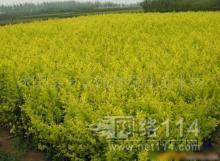 鎮(zhèn)江其他種子、種苗批發(fā)_鎮(zhèn)江其他種子、種苗供應_其他種子、種苗鎮(zhèn)江廠家_ - 