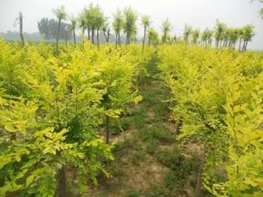 小葉紫檀盆景值不值得購買